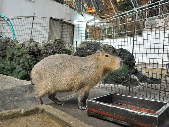 草津熱帶園